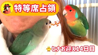 インコ同士🦜✖️🐥特等席はどっち【CHOIWARUINKO】雛お迎え14日目