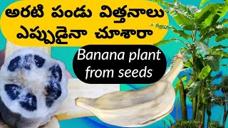 విత్తనం తో వేసిన మొక్క నుండి అరటిపండు || Banana plant from seed #garden  #onlineseeds #gardening