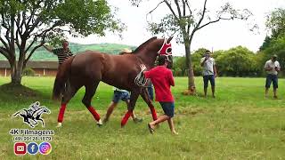 JOCKEY CLUB DE LAGES - APRESENTAÇÃO GP POTROS GER. 2021, PERDEDORES E TIRADORES DE TERNO CONVIDADOS