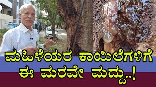 ಮಟ್ಟಿನ ಸಮಸ್ಯೆಗೆ ಈ ಮರವೇ ಮದ್ದು | ಹೆಂಗೆಳೆಯರಿಗೆ ಆಪ್ತ ಮಿತ್ರ ಈ ವೃಕ್ಷ | ಬೂರುಗದ ಮರದಲ್ಲಿದೆ ಅದ್ಭುತ ಔಷಧಿ