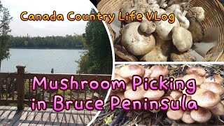 50대 갱년기 캐나다 일상 | Mushroom Picking in Bruce Peninsula | 울동네도 버섯이 엄청 많아요~~