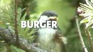Cheeseburger 09