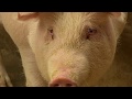 Chinese researchers warn of new virus in pigs