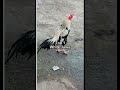 top 5 best aseel roosters viral ytshorts aseelmurga aseels birds