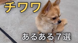 【犬あるある】かわいいチワワ犬の7つの特徴をご紹介