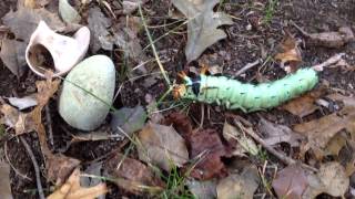 Royal Walnut Moth Caterpillar