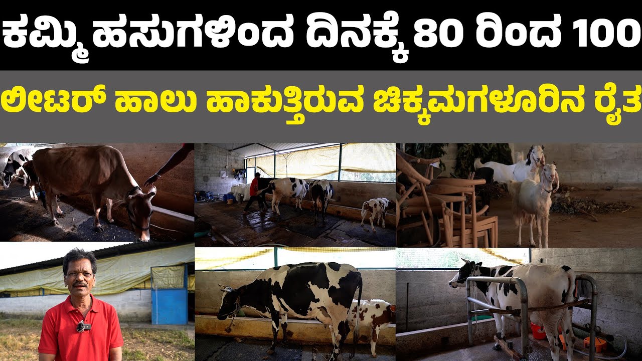 Dairy Farming In Kannada ಕಮ್ಮಿ ಹಸುಗಳಿಂದ ದಿನಕ್ಕೆ 80 ರಿಂದ 100 ಲೀಟರ್ ಹಾಲು ...