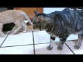 飼い猫の顔が腫れ、ご飯を食べなくなりましたpart1 【ボス猫】【猫多頭飼い】【猫の巨大な顔面膿瘍】