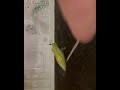 Carefully Relocating a SwallowTail Butterfly Chrysalis