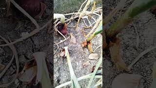 টবে পিঁয়াজ চাষ করার সহজ উপায়#ছাদে পেঁয়াজ চাষ#Growing onions in tubs