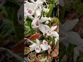 white orchid flower blossom so beautiful