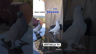 Beyaz yavru güvercinler #güvercin #taklacı #oyunkuşu #birtaklatv #pigeon #pigeons #shorts #short