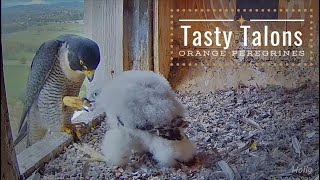 Tasty Talons (2020.10.31) - Orange, Australia Peregrines - FalconCam Project, CSU