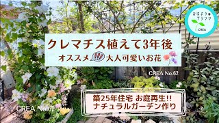 クレマチス植えて3年後の様子🌼大人可愛いお花で作る庭作りNo.62.2024.4.26撮影