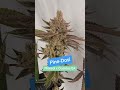 pine dosi pinesol x dosidos bx green wolf genetics feminized seeds