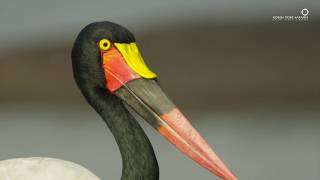 Safari Diaries: The Tallest Stork in the World