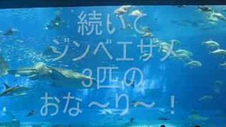 【九州ウォーカー18号】P34-35 美ら海水族館・黒潮の海大水槽