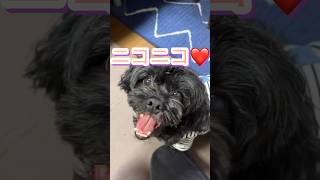 ソファーからjump🐶💕ニコニコ♡