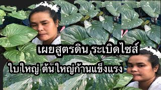 ปลูกเสน่ห์จันทร์ประกายดาว อย่างไร ให้ใบใหญ่สวย สมบูรณ์แข็งแรง # ไพร ใบด่าง