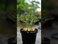 adenium arabicum              rosa do deserto                            #short