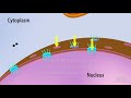 cell structure and functions animation