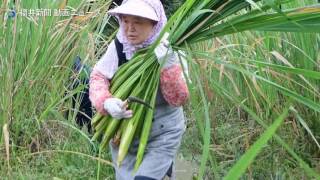 マコモタケ、今が旬