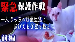 【子猫保護】突然庭先に現れた怯え逃げ回る野良子猫を保護できるか！？人の愛情を知らずに育った一人ぼっちの子猫は心を開いてくれるのか？通い猫ぱくちゃんの子供…猫好き家族が体当たりで保護に挑むが果たして