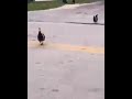 （accident？）ニワトリたちのその後は、ご想像にお任せします　 shorts chicken　 walk