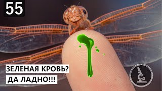 ЖИВОТНЫЕ, ЧЬЯ КРОВЬ НЕ КРАСНАЯ. ГОЛУБАЯ, ЗЕЛЕНАЯ, ФИОЛЕТОВАЯ КРОВЬ.