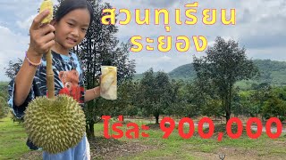 ขายสวนทุเรียนระยอง ไร่ละ 900,000 บ หน้าแปลง 100 เมตร ติดถนนคอนกรีต  2 ด้าน