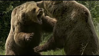 European brown bear fight