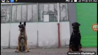 Rottweiler vs Pastor Alemão