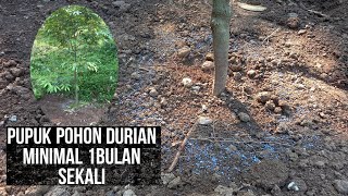 Pemupukan pohon durian pakai NPK 16.16.16