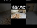 大好きなかつおぶし100倍にしてみた 猫 ブリティッシュショートヘア shorts