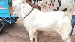 Indore bakra Mandi live update Sunday 9 jun 2024 bajariya bakra Mandi