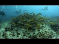 Cayo Largo Scuba Diving in 4K (Cuba, Dec 2023)