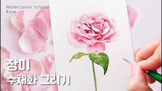 분홍색 장미꽃 그리기 / How to paint a pink rose in watercolour