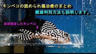 キンペコ飼育初心者の方必見。キンペコ舐められ傷治療総まとめと雌雄判別の見方説明します。