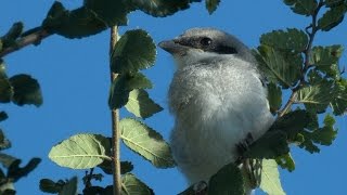 Loggerhead Shrike Nests, Settled in at Old Settlers