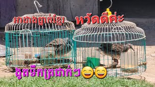 លលកយំ #បីសាចទោល ឆ្លាក់សំបកក្តាម ចេះតែមានម៉ង🕊🕊🕊🌲🌲