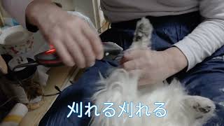 ピコタンの足👣裏の毛をカット✂️#パピヨン #バリカン #シニアライフ #ワクチン副反応