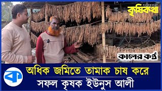 অধিক জমিতে তামাক চাষ করে সফল কৃষক ইউনুস আলী | Tobacco Cultivation | Successful Farmer | Kaler Kantho