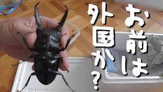 パラワンオオヒラタペア ♂99.0㎜と♀49.8㎜を買ってみた【外国か？】【はじめての外国産】【カブクワ界のジャックハンマー】【最強ドルクス】【ブルックスポイント】 【ガントン山】