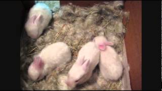 2 Weeks Old Satin Angora Bunnies