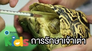 รวมมิตรการรักษาเจ้าเต่า [Animals Speak by Mahidol]