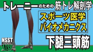 下腿三頭筋：トレーニングする人なら知っておきたいバイオメカニクス（解剖学・スポーツ医学）