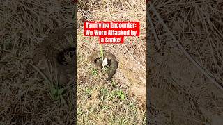 Terrifying Encounter: We Were Attacked by a Snake! #snake #attack #dog #adventure #nature #shorts