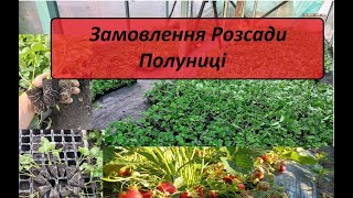 Розсада Полуниці!!! Продаж! Замовлення! Сорти і Ціни!