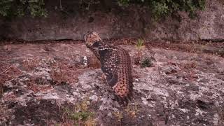 Eurasian eagle-owl - אוח עיטי