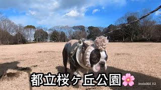 【ボストンテリア  ボステリ】青い瞳のネロ　都立桜ヶ丘公園　2025.2.5